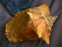 Beautiful Queen Conch shell, 8" large